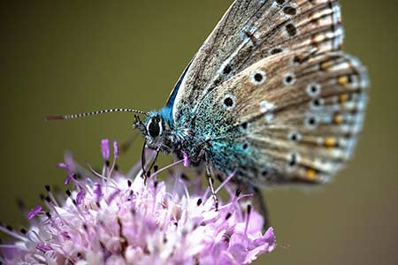 Bleu Butinant Une Scabieuse